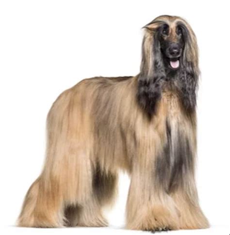 Luxurious Long Haired Dog's | PetCareRx