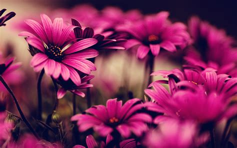 870406 Pink Flowers Wallpapers | Flowers Backgrounds