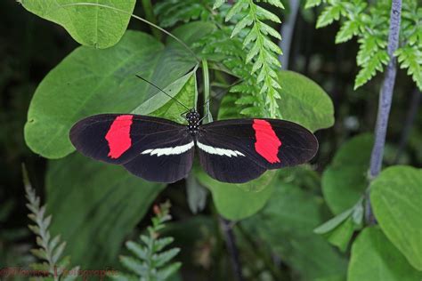 Heliconius Butterfly photo WP33269