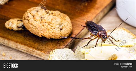 Common Cockroach, Red Image & Photo (Free Trial) | Bigstock