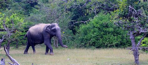 Kumana National Park Safari | Kumana