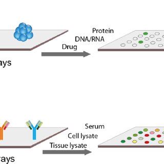 Protein microarrays. (a) Functional protein microarrays for studying ...