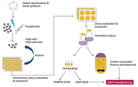 Transient Transfection Vs Stable Transfection