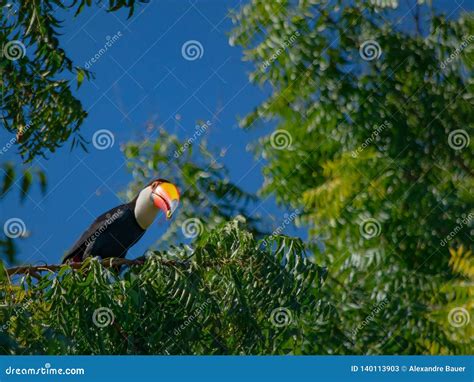 Toucan in the Pantanal in Brazil Stock Image - Image of fruit, forest: 140113903