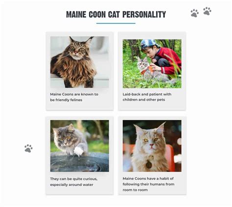 12+ Facts About Maine Coon Cats [Personality, History, Health & More]