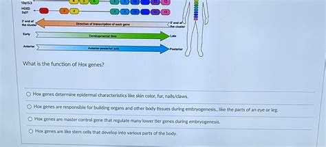 Solved What is the function of Hox genes? Hox genes | Chegg.com