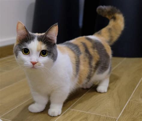 A breed of cat called "munchkin cat" fits perfectly! : r/aww