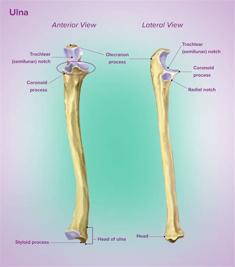 Ulnar Styloid Process - Bio Lexicon