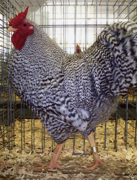 Dominique Chicken Breeds For Sale | Cackle Hatchery