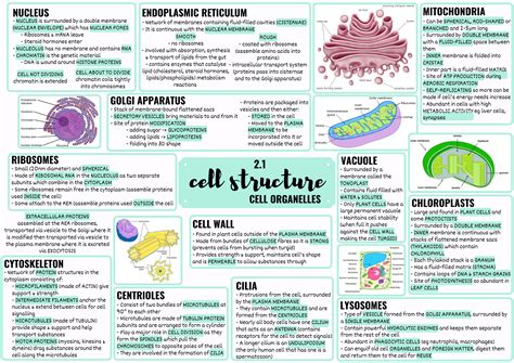 Basic Structure Of Cell Cell Structure Difference