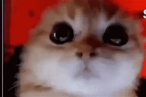 Angry Cat Gif