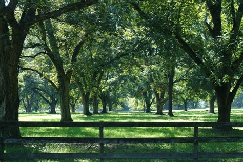 Pecan Trees 101: From the Tree to The Table - Sunnyland Farms