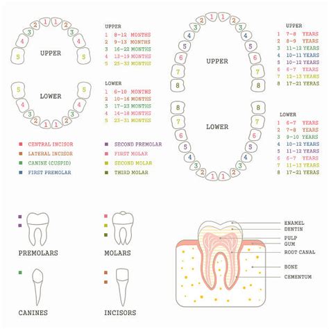 590+ Bicuspid Tooth Stock Illustrations, Royalty-Free Vector Graphics ...