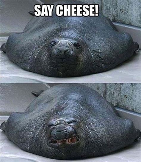 Say cheese - Meme Guy