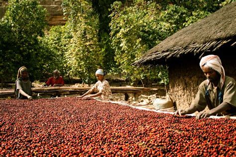 Blessed Coffee | Coffee farm, Ethiopian coffee, Jungle resort