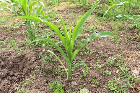 Problems With Sweet Corn Seedlings: Tips On Caring For Seedlings Of Corn