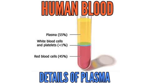 Composition of blood: Blood plasma in detail - YouTube