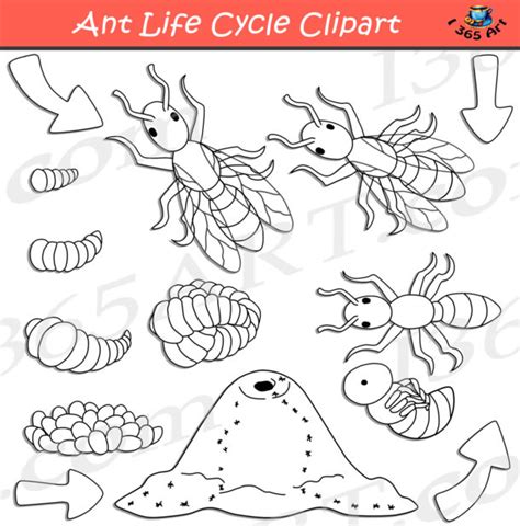 Ant Life Cycle Clipart Bundle - Clipart 4 School