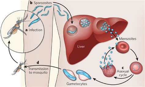 Malaria Causes, Symptoms, Complications and Treatment - ebuddynews