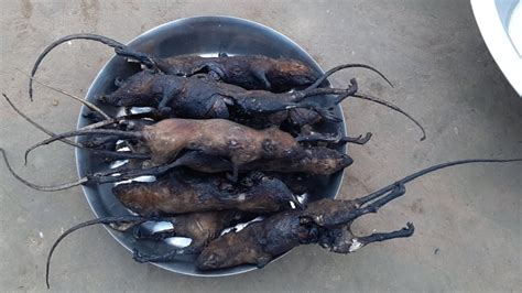 Fried Rat in Simple Recipe in Village|Cook Rat Meat Recipe|Mouse🐁 Recipe in Nepal|Cooking Mouse ...