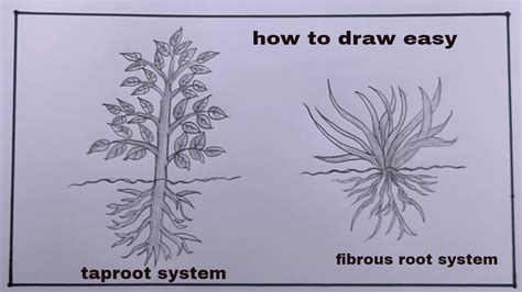 Fibrous Plant