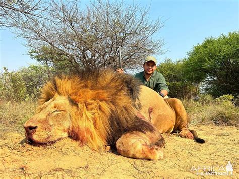 Lion Hunt South Africa | AfricaHunting.com