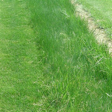 Creeping Red Fescue Grass Seeds, Festuca rubra | American Meadows