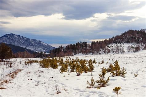 Premium Photo | Snowy winter landscape altai mountains