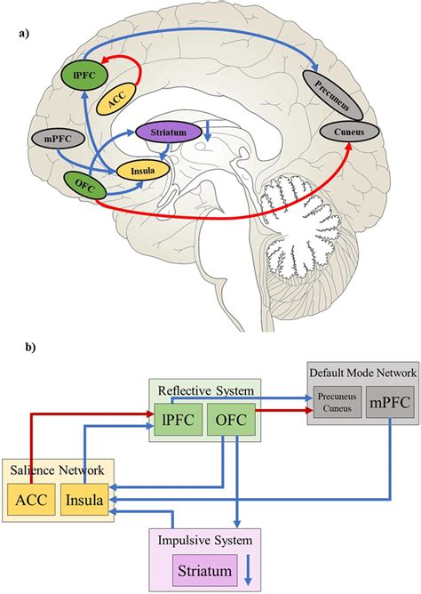 Effects of 18 mg nalmefene on the functional connectivity in key nodes... | Download Scientific ...