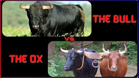 The Bull vs. the ox - One Great Work Network