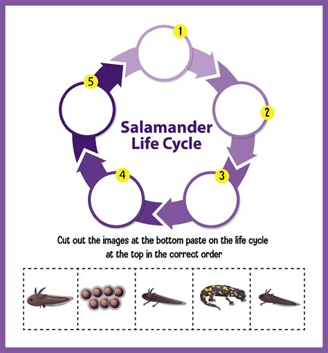 Salamander Life Cycle Diagram 1929021 Vector Art at Vecteezy