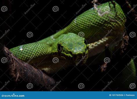 Emerald tree boa on black stock photo. Image of arboreal - 101763526