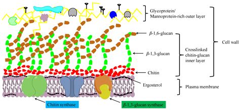 Chitin Fungal Cell Wall