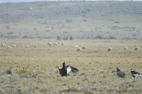 The Andean Condor is a Species of Bird in the Cathartidae Family. Stock Photo - Image of wild ...