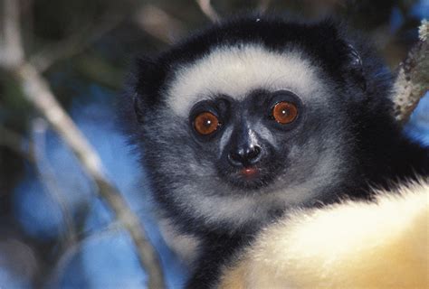 Safeguarding Lemurs in Madagascar – Rainforest Trust