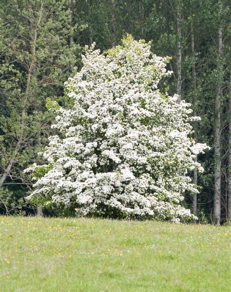 Hawthorn Tree Care - Tips For Growing Hawthorn Plants | Hawthorn tree, Landscape trees, Garden care