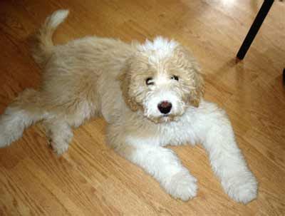 Pyredoodle Dog Breed » Great Pyrenees & Poodle Mix