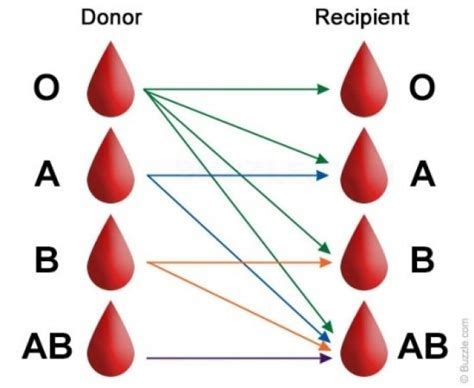 It's important to know your blood type | Article | The United States Army