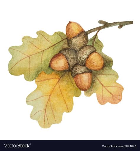 Watercolor oak branch with acorns on a white background for your autumn ...