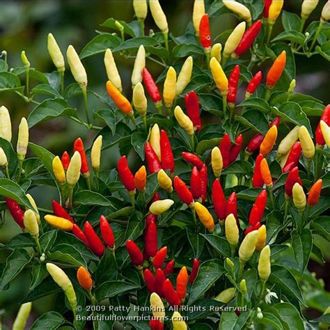 Capsicum frutescens - Health effects and herbal facts