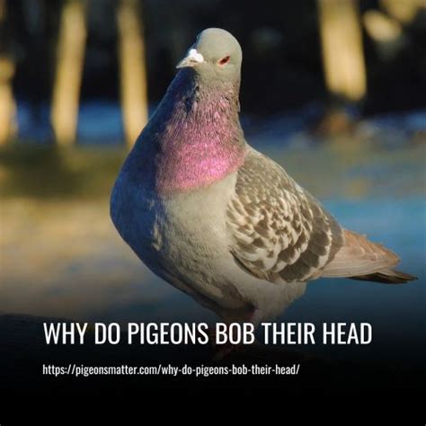 Why Do Pigeons Bob Their Head