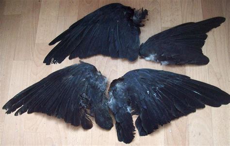 Crow Wings by RoanSerpentia on DeviantArt