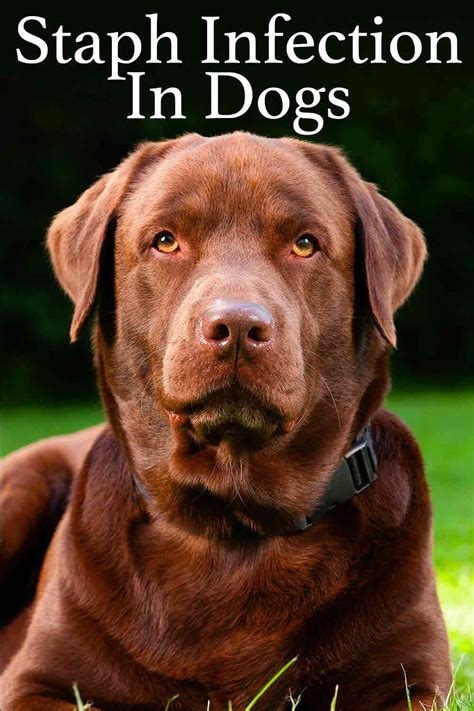 Staph Infection In Dogs - Everything You Need To Know