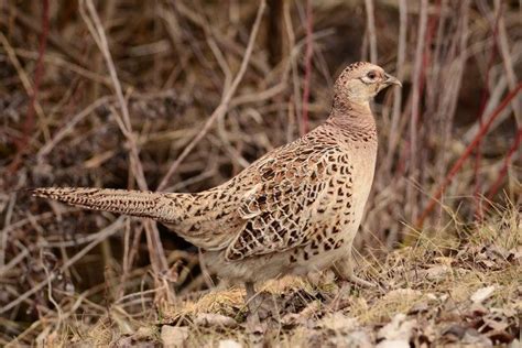 Female Ring-necked by Janelle Streed | Whitetail deer, Wildlife, Bird watching