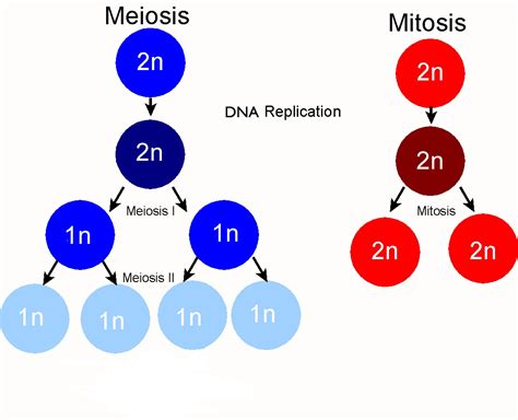 chromosome | PMG Biology