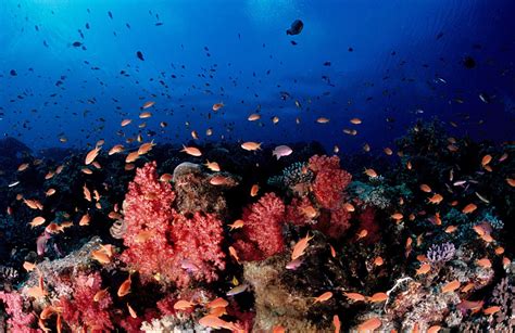 10 Must-Dos on the Coral Coast - Fiji Pocket Guide