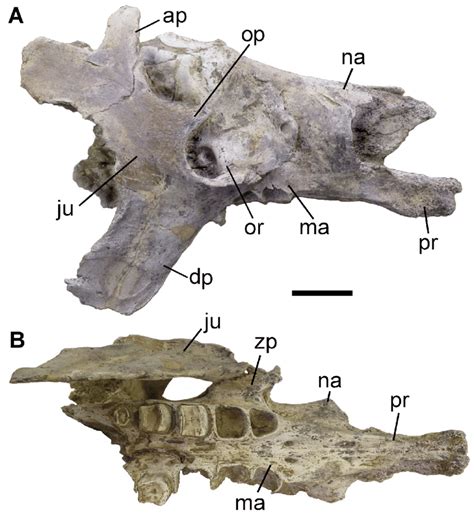 Skull of Megatherium americanum (MCTFM-PV0772) in lateral (A) and ...