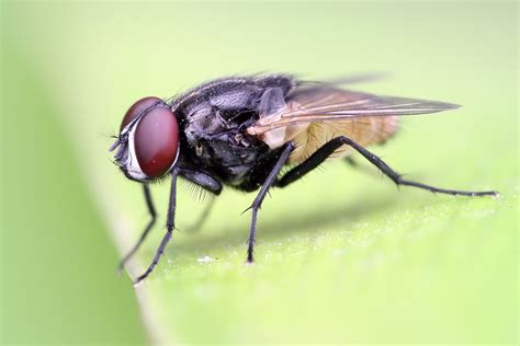File:Housefly on a leaf crop.jpg - Wikipedia