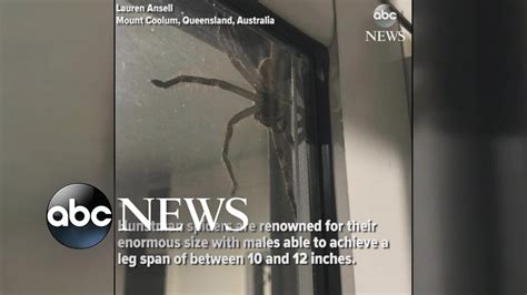 Hauntingly huge spider spotted in Australia - INBV News