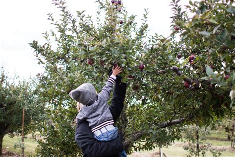 Apple Picking and Picking a Fight